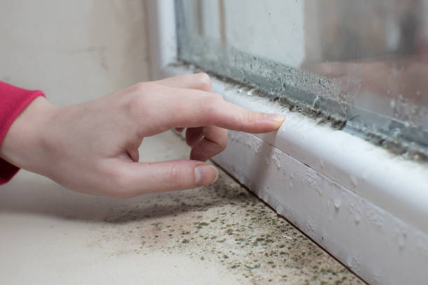 Best Post-Construction Mold Inspection  in Lyndonville, VT